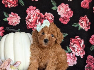 Miniature Labradoodle dogs Stacey Hypoallergenic - Ad 36