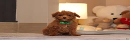 Miniature Poodle dogs for sale: Vince(AKC) - Ad 1