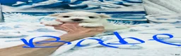 Maltese dogs for sale: Babe - Ad 4