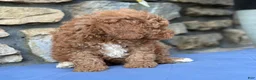 Miniature Poodle dogs for sale: Major - Ad 11