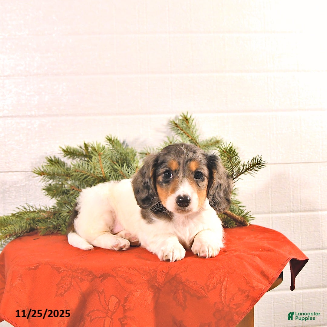 Miniature Dachshund dogs for sale: Starla - Ad 4