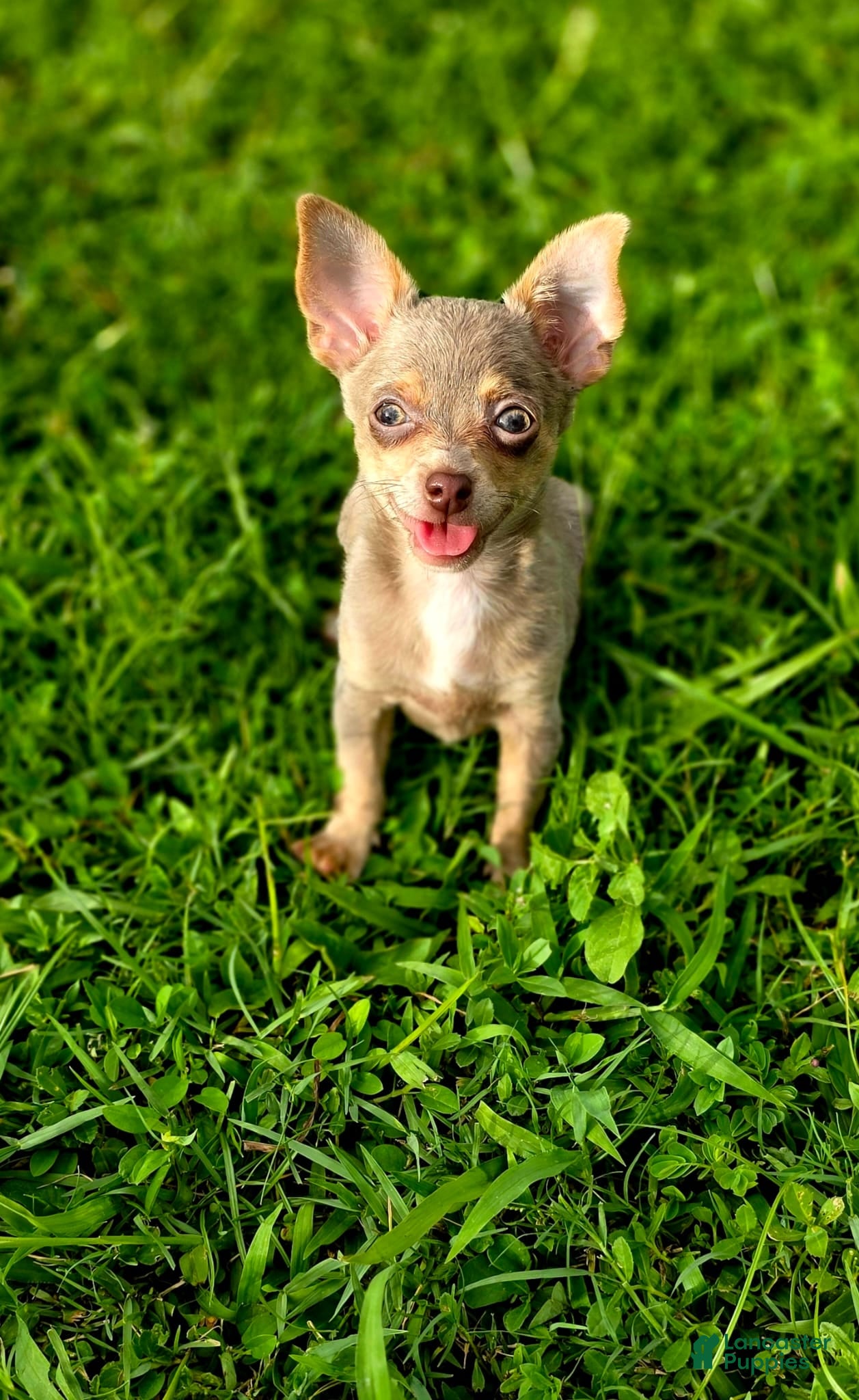 Chihuahua dogs Simba - Ad 1