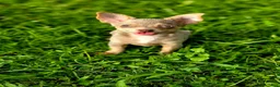 Chihuahua dogs for sale: Simba - Ad 1