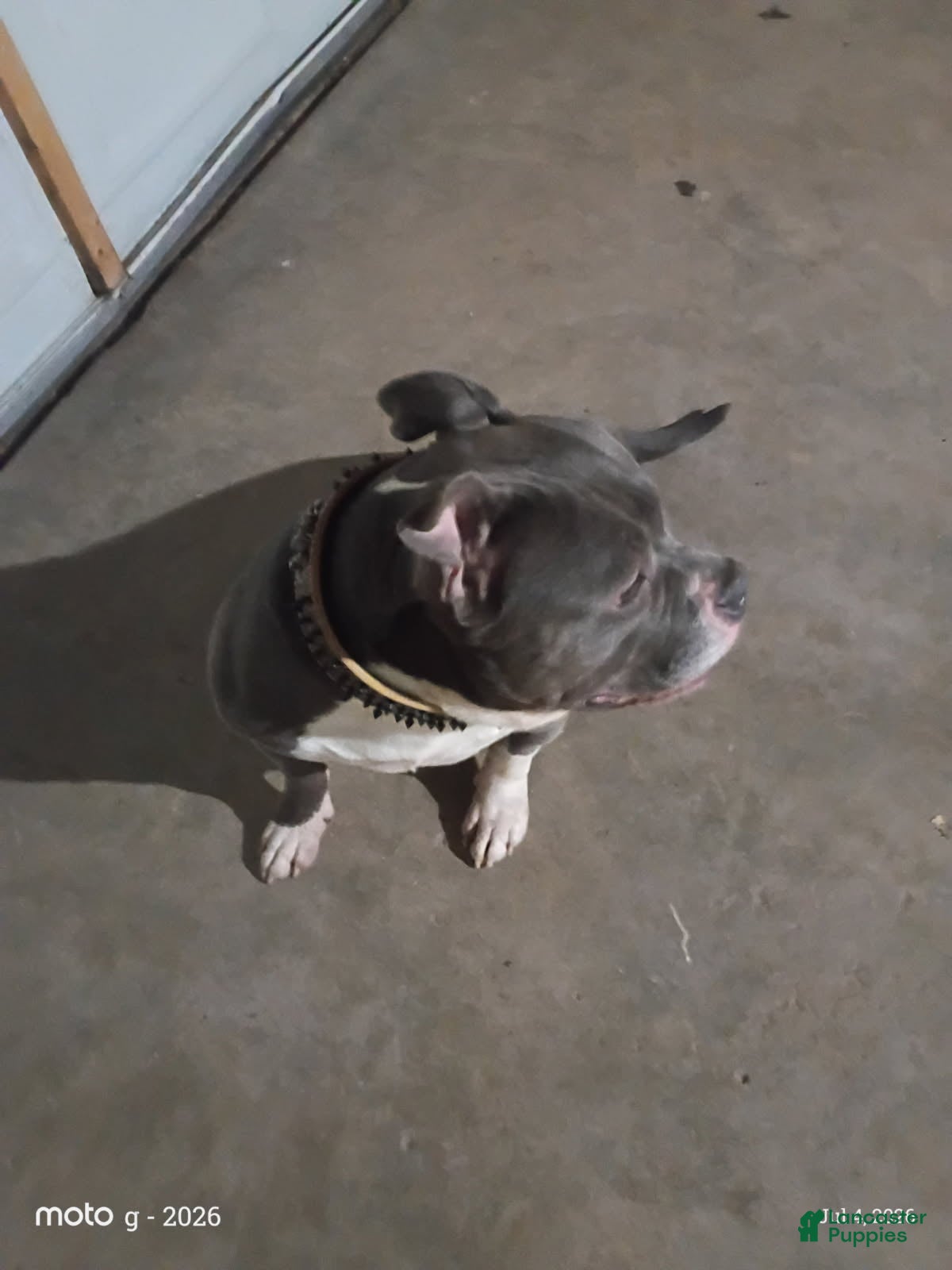 American Bully dogs for sale: Girl - Ad 2