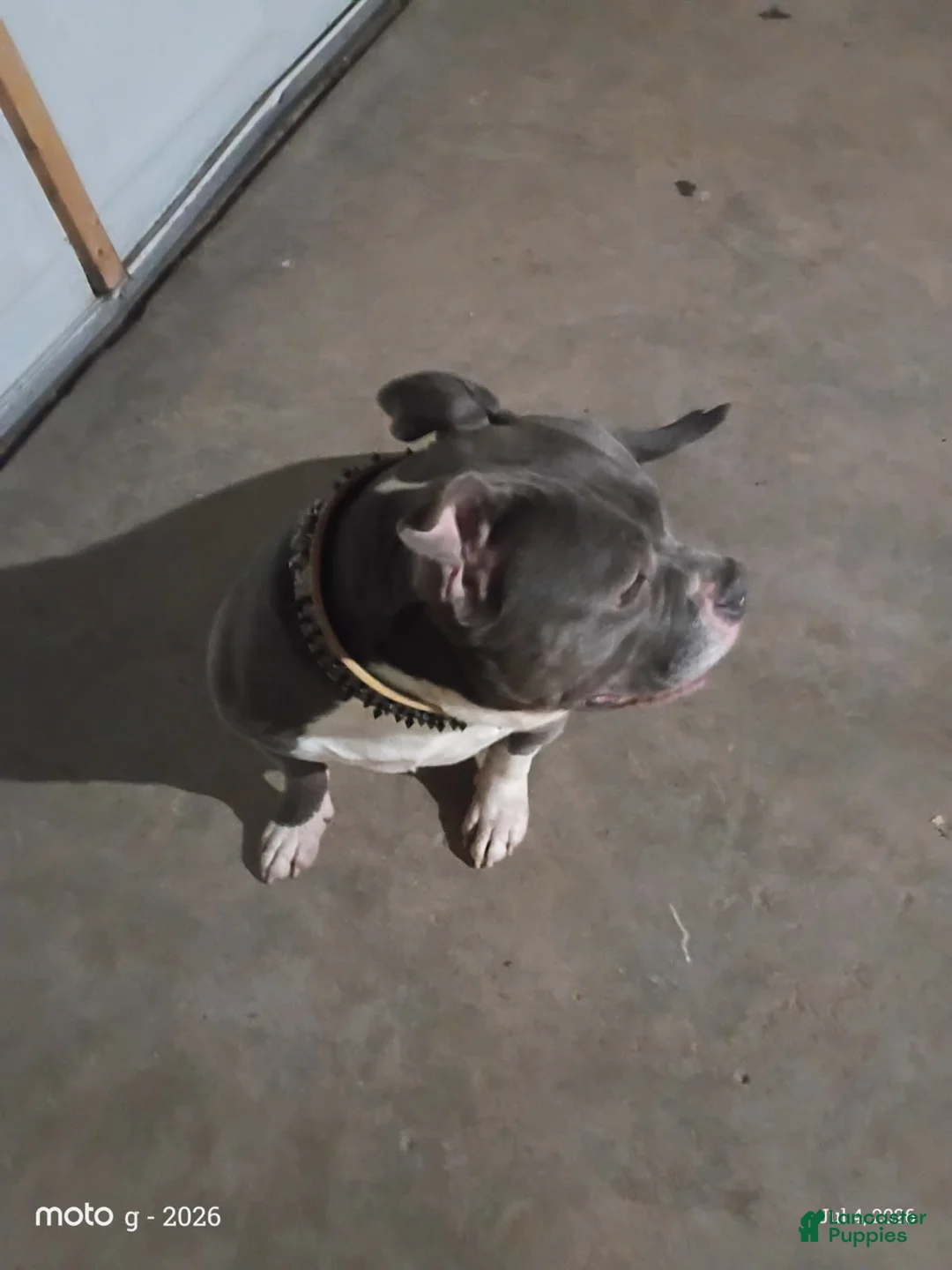 American Bully dogs for sale: Girl - Ad 1
