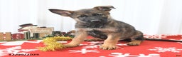 German Shepherd dogs for sale: London - Ad 1