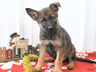 German Shepherd dogs London - Ad 27