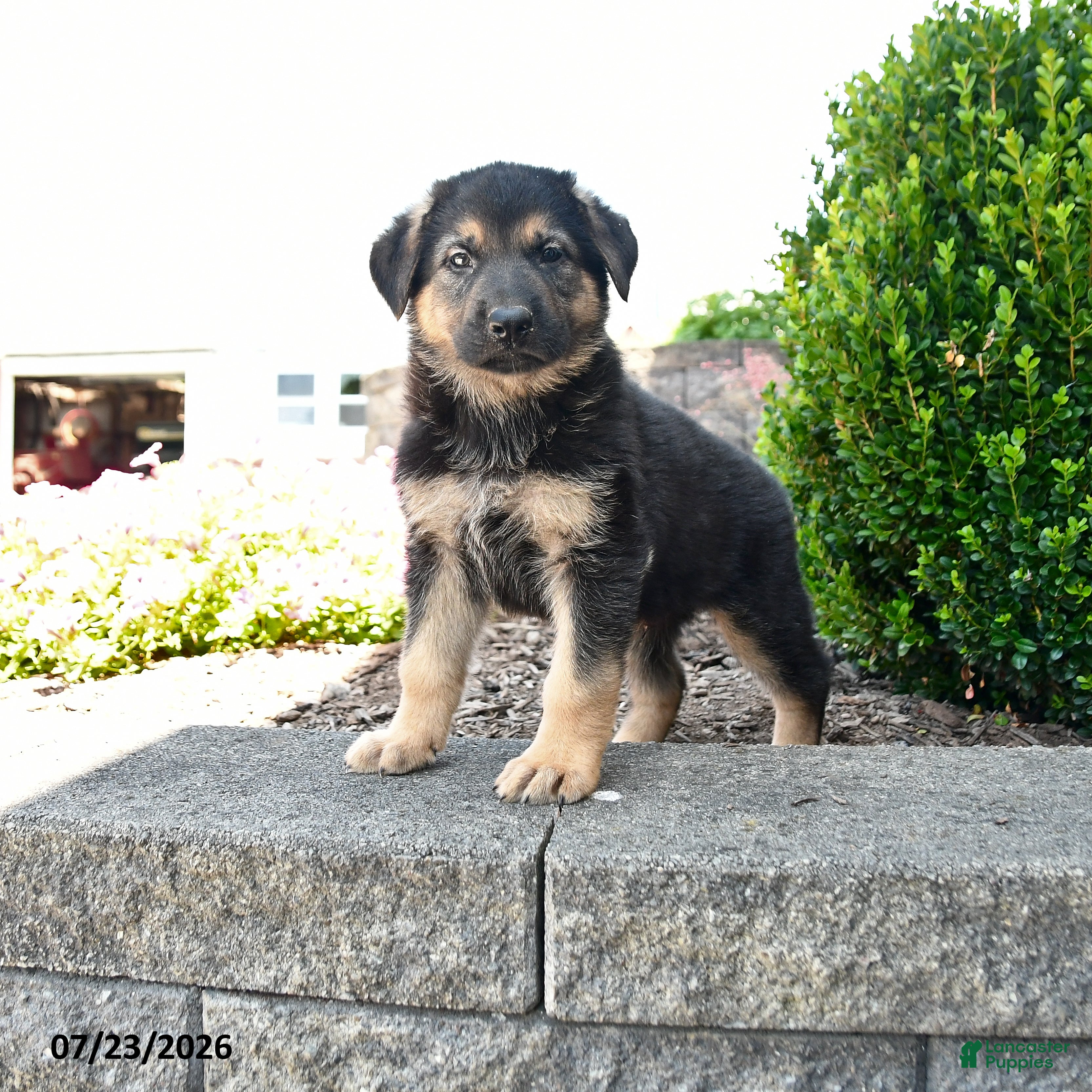 German Shepherd dogs for sale: Daxter - Ad 1