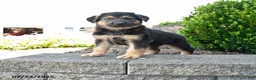 German Shepherd dogs for sale: Daxter - Ad 1