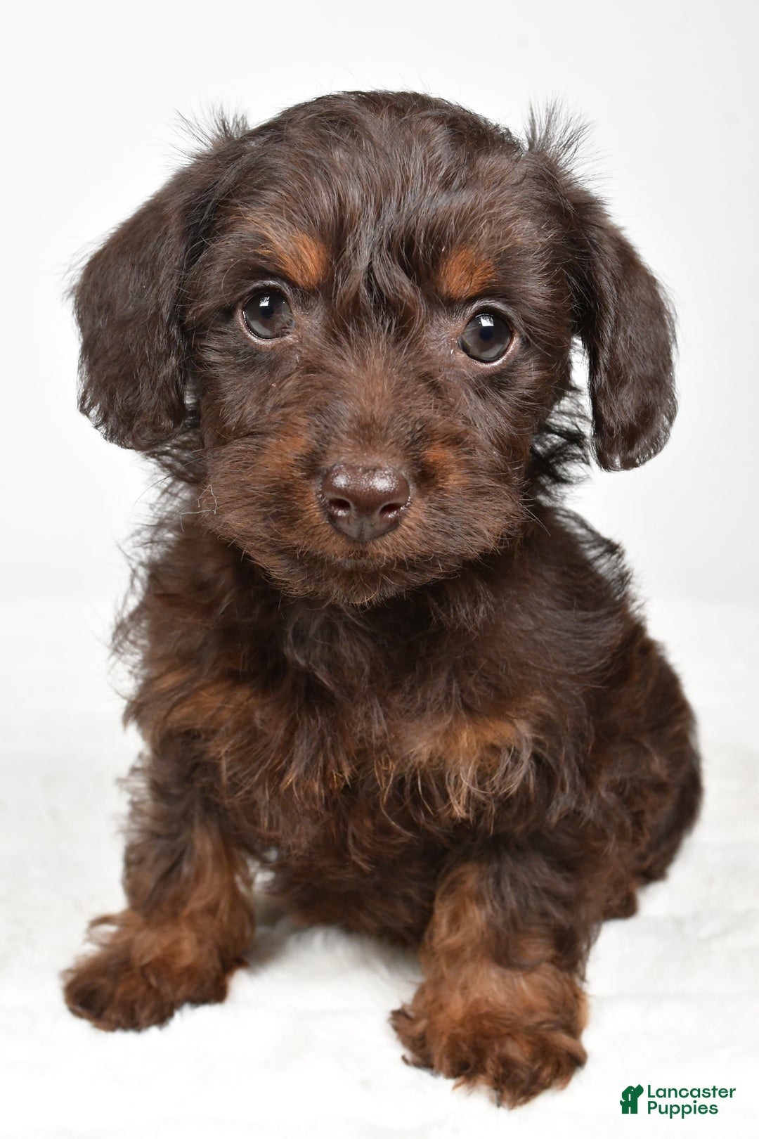 Mixed Breed dogs for sale: Twinkle - Ad 2