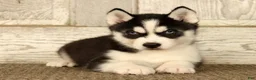 Siberian Husky dogs for sale: Thomas - Ad 3