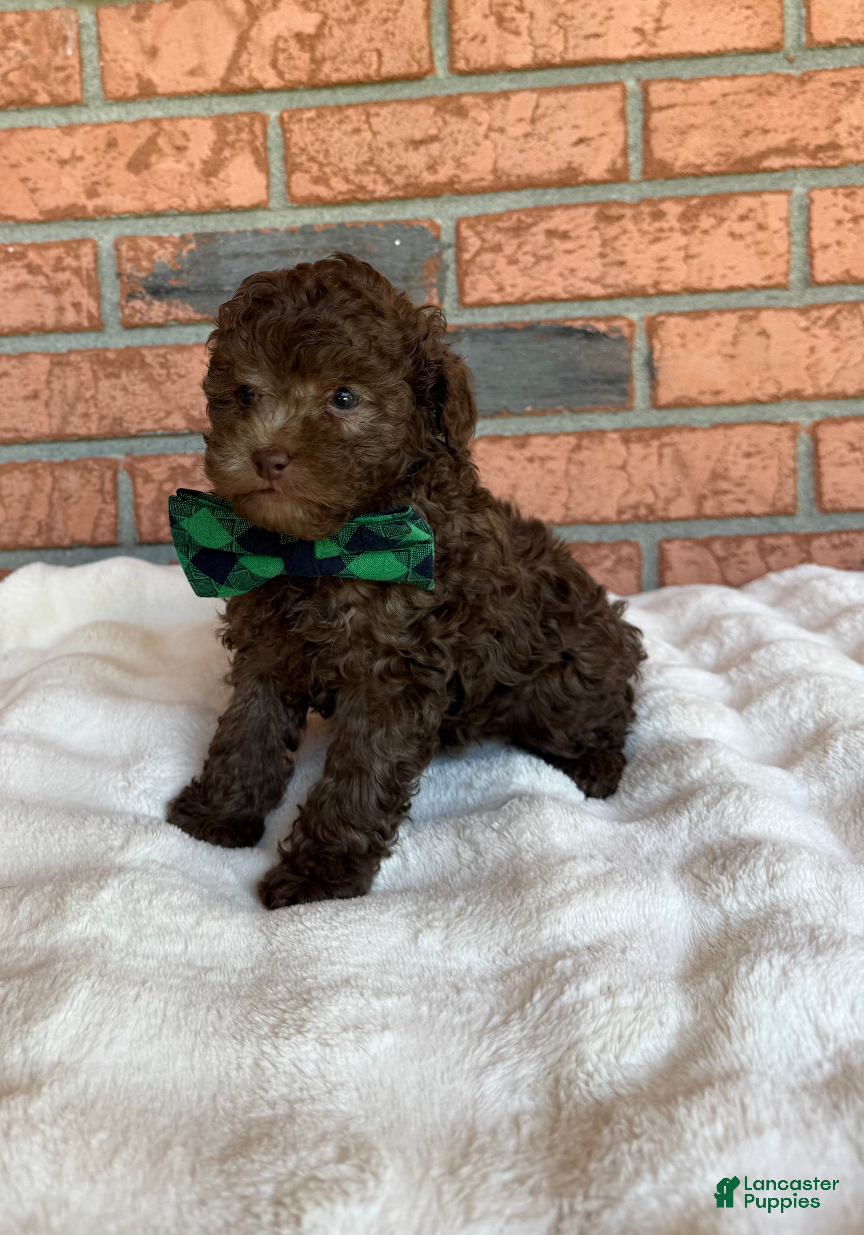 Toy Poodle dogs Cafe Au Lait Winston - Ad 13