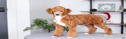 Toy Poodle dogs for sale: Wanda - Ad 3