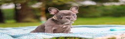 French Bulldog dogs for sale: Ollie - Ad 8