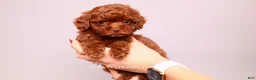 Toy Poodle dogs for sale: Elodie Red Teacup - Ad 17
