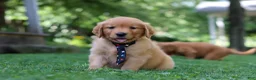 Golden Retriever dogs for sale: Benson - Ad 6