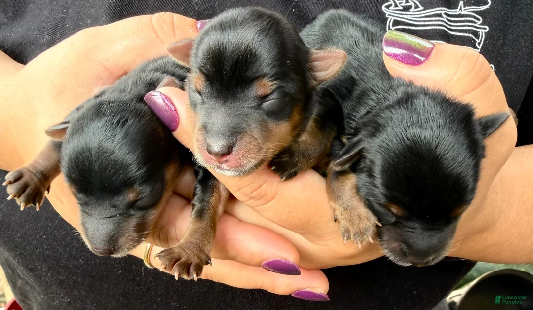 Yorkshire Terrier dogs for sale: Yorkshire Terrier 1 - Ad 8