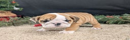 English Bulldog dogs for sale: Fudge  - Ad 9