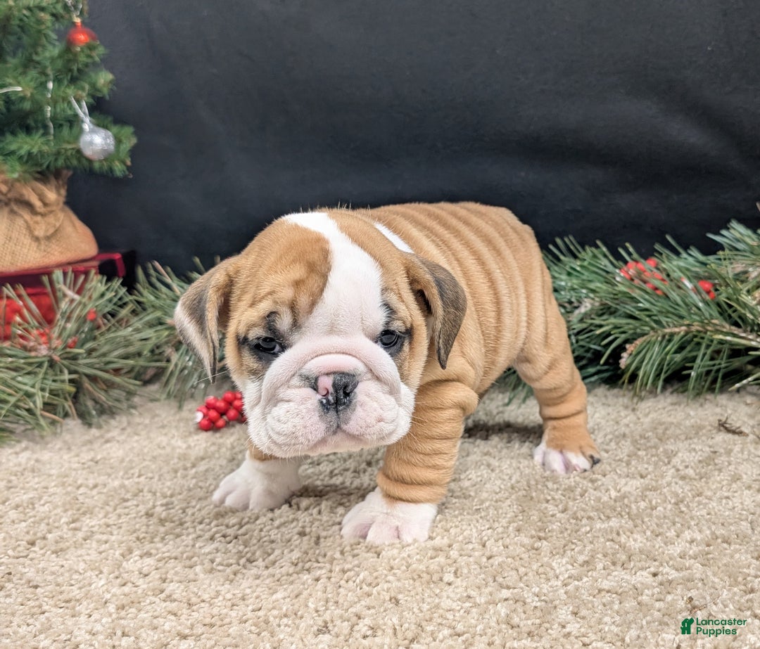 English Bulldog dogs for sale: Fudge  - Ad 9
