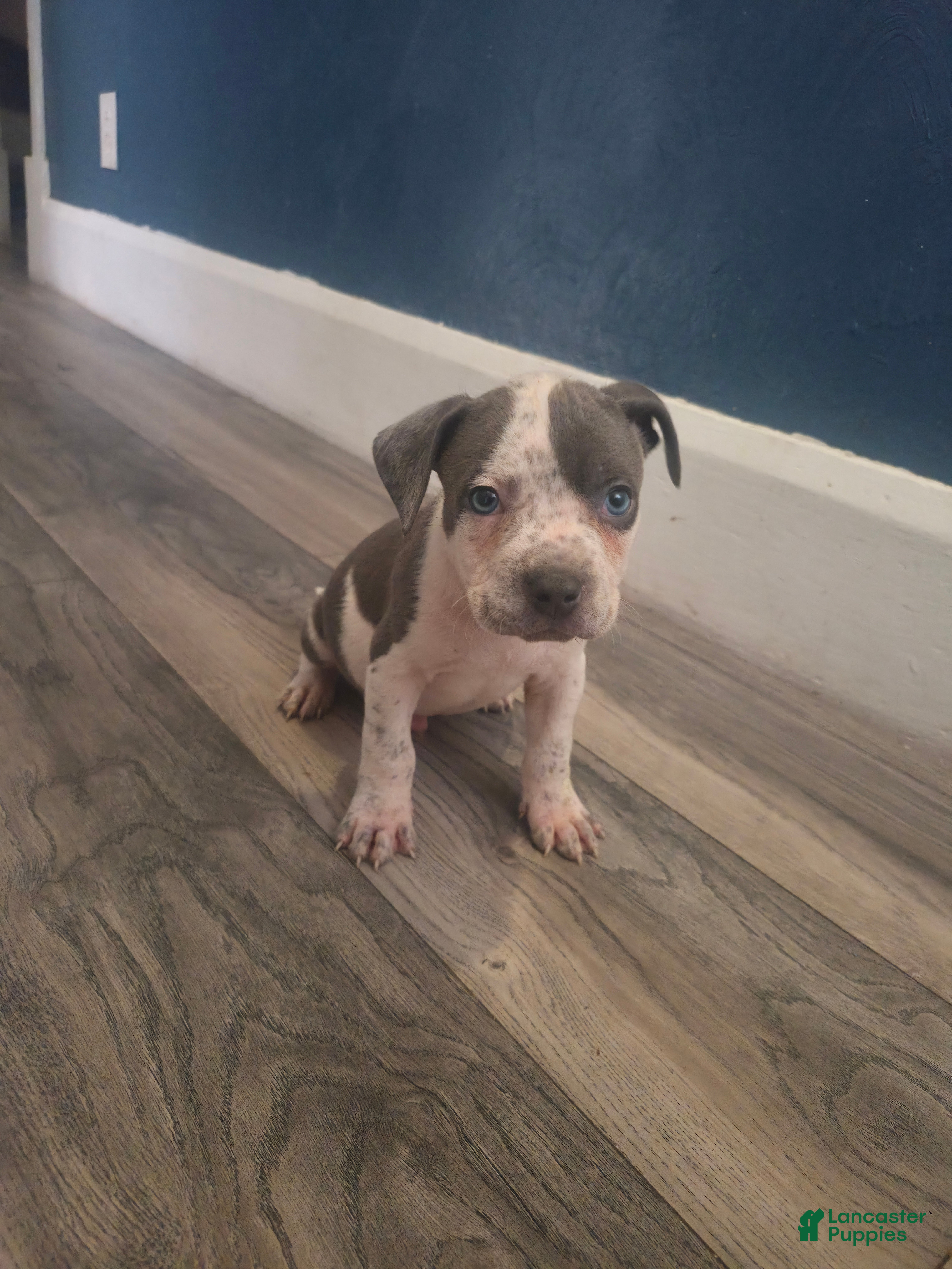 American Bully dogs for sale: Musalini - Ad 4