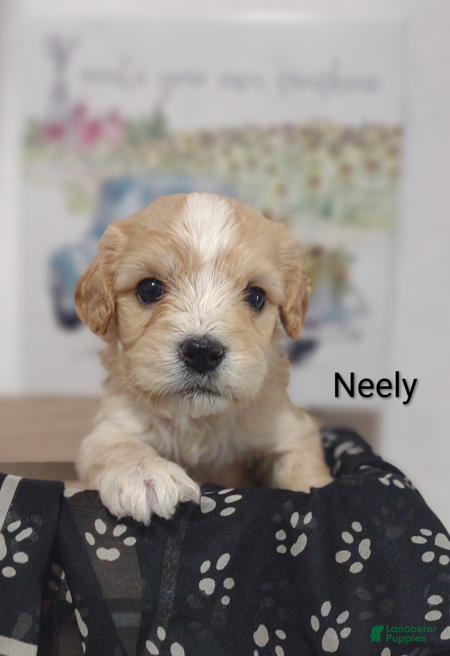 Cavachon dogs Cavachon Puppy 2 Neely  - Ad 1