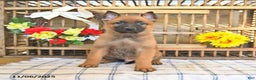 Mixed Breed dogs for sale: Oakley - Ad 4