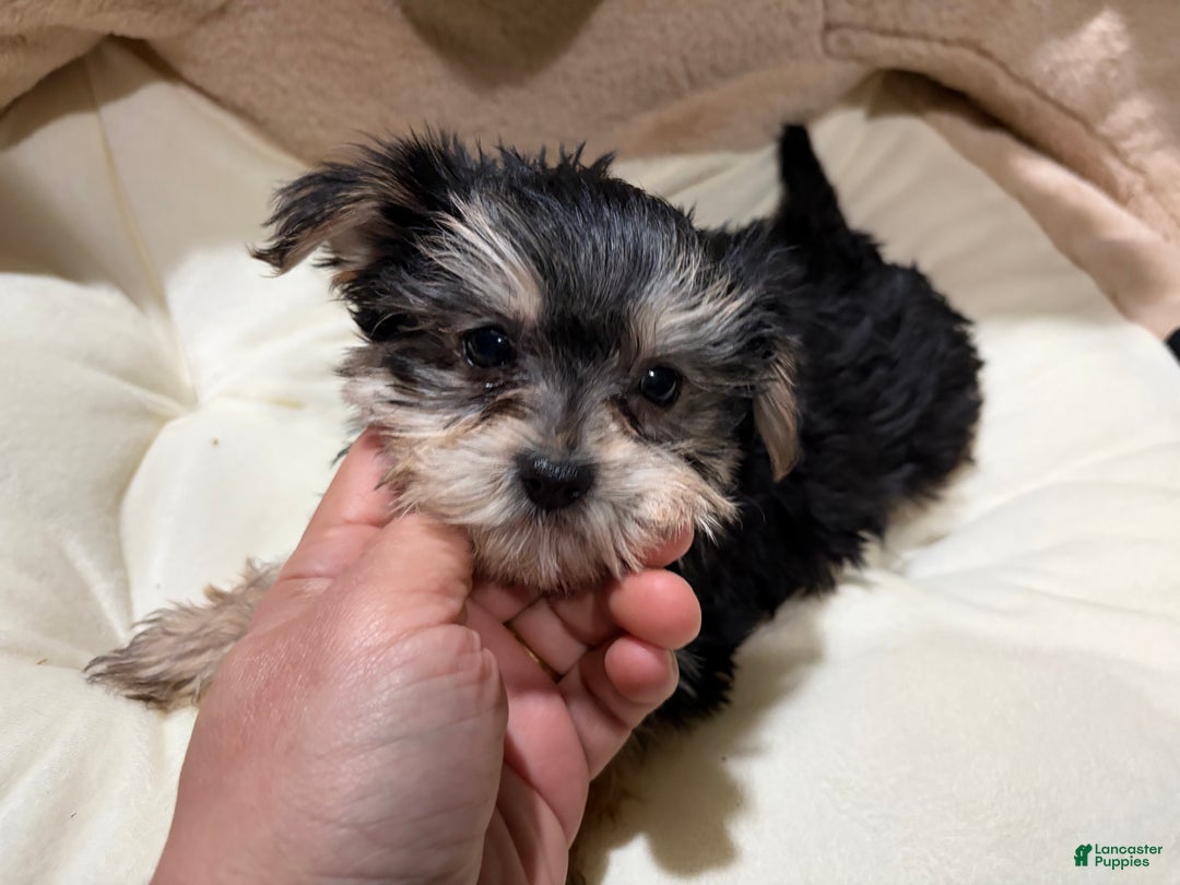 Morkie dogs for sale: HD - Ad 1