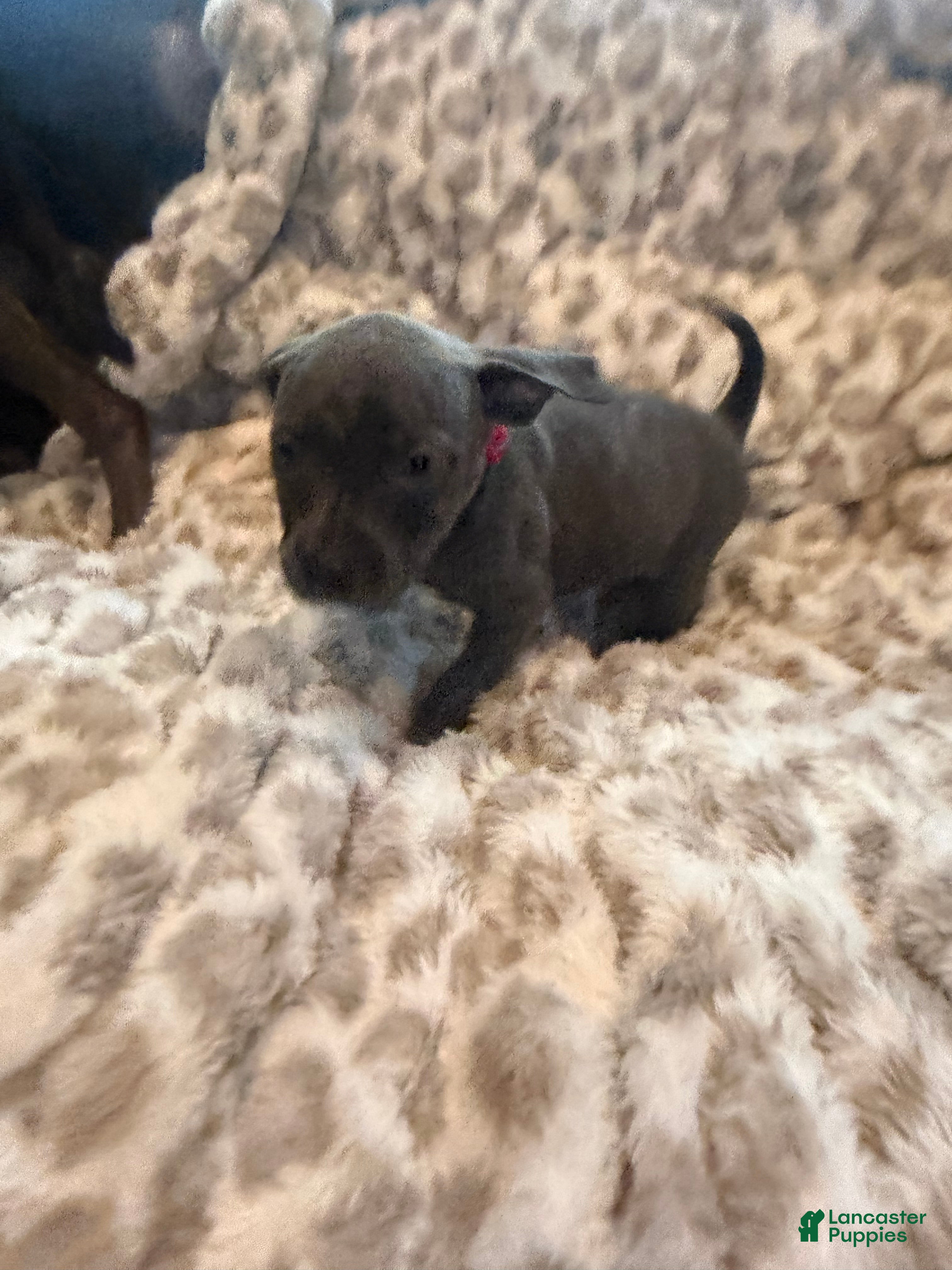 Mixed Breed dogs Mixed Breed 9 - Ad 21