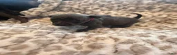 Mixed Breed dogs for sale: Mixed Breed 9 - Ad 1