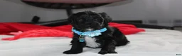 Yorkiepoo dogs for sale: Ranger  - Ad 7