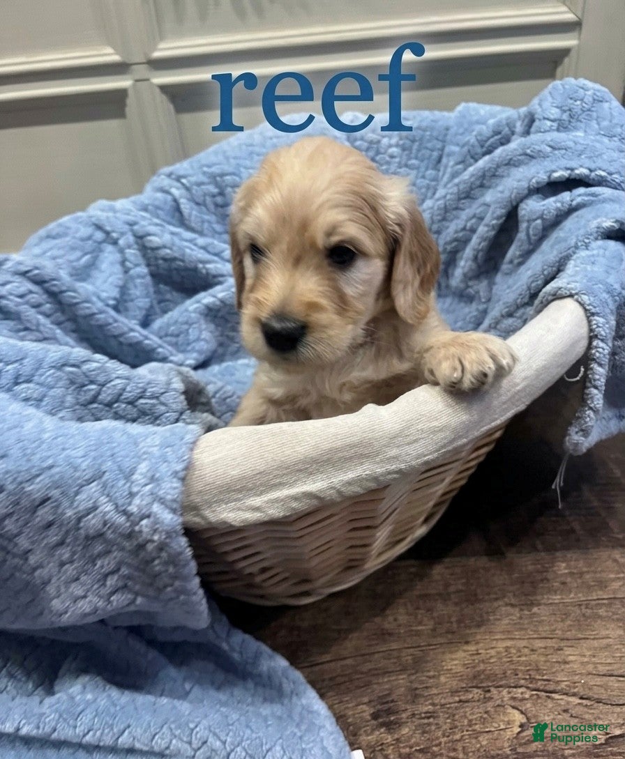 Goldendoodle dogs Reef - Ad 2