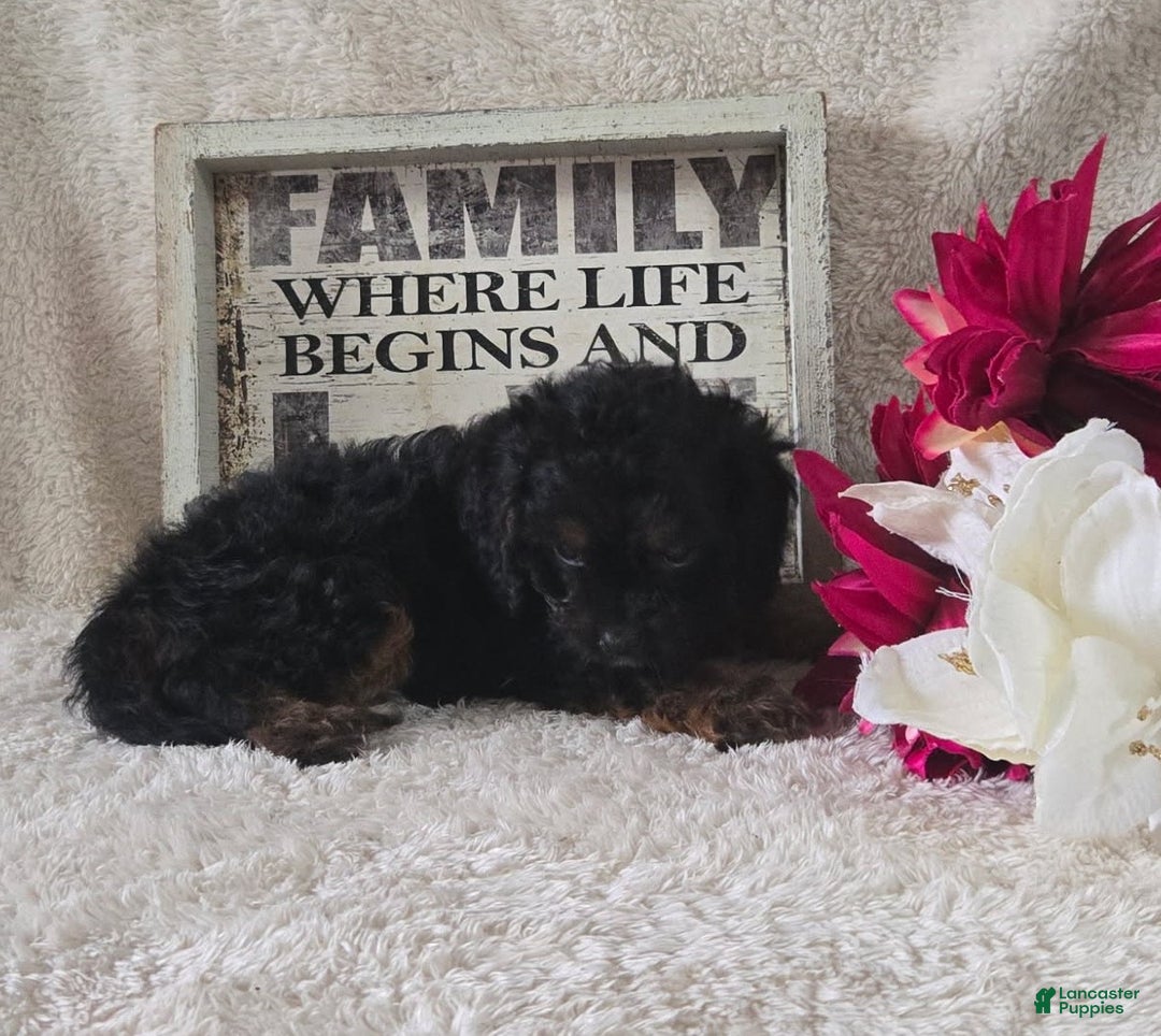 Cavapoo dogs for sale: Sasha - Ad 34