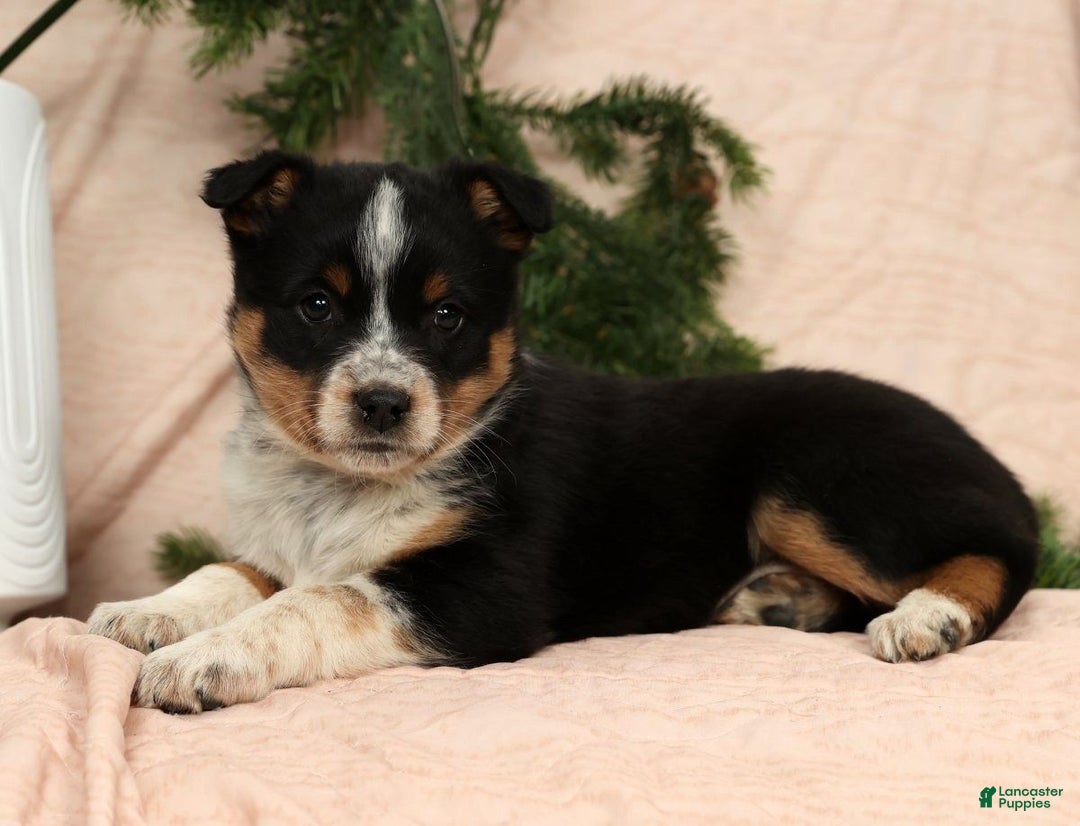 Australian Shepherd dogs for sale: Stella - Ad 7