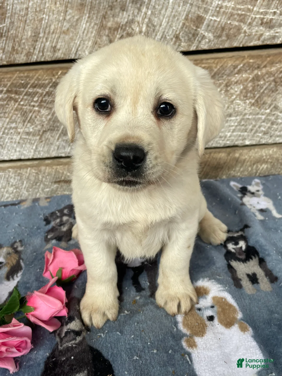 Labrador Retriever dogs for sale: Elsa - Ad 1