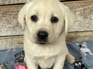 Labrador Retriever dogs Elsa - Ad 13