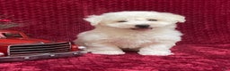 Bichon Frise dogs for sale: Roscoe - Ad 1