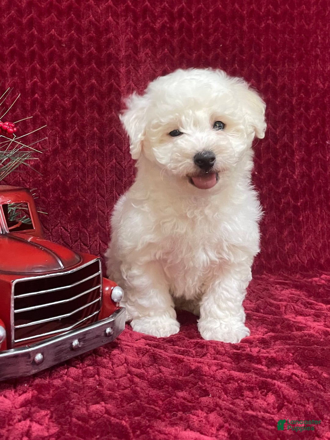 Bichon Frise dogs for sale: Roscoe - Ad 1