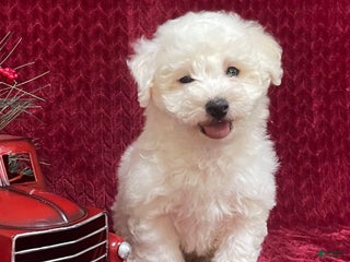 Bichon Frise dogs Roscoe - Ad 8