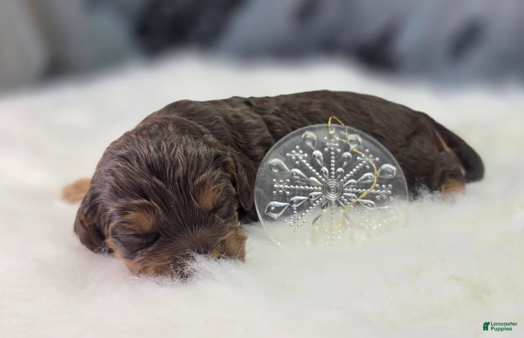 Cockapoo dogs for sale: Castor - Ad 2