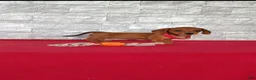 Miniature Dachshund dogs for sale: Samantha - Ad 5
