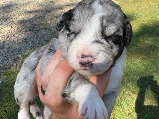 Mixed Breed dogs - Ad 10