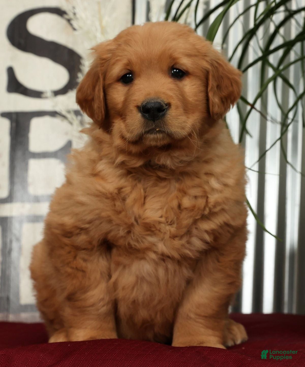Golden Retriever dogs Austin - Ad 2