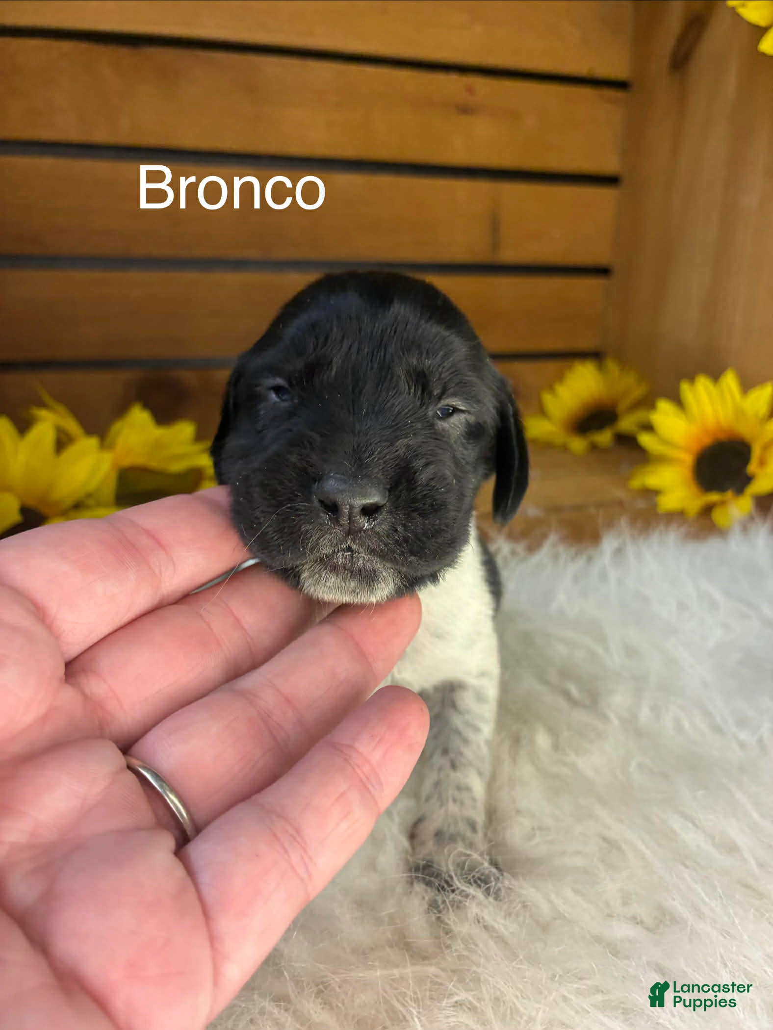 German Shorthaired Pointer dogs Bronco - Ad 19