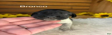 Bronco