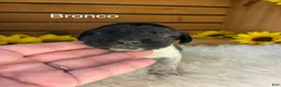 German Shorthaired Pointer dogs for sale: Bronco - Ad 1
