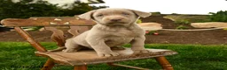 Labrador Retriever dogs for sale: Storm   - Ad 4