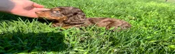 Miniature Dachshund dogs for sale: Dunkin - Ad 5