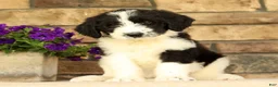 Saint Berdoodles dogs for sale: Fiona - Ad 3