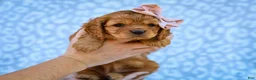 Cavapoo dogs for sale: Ethel Cavapoo Pup - Ad 3