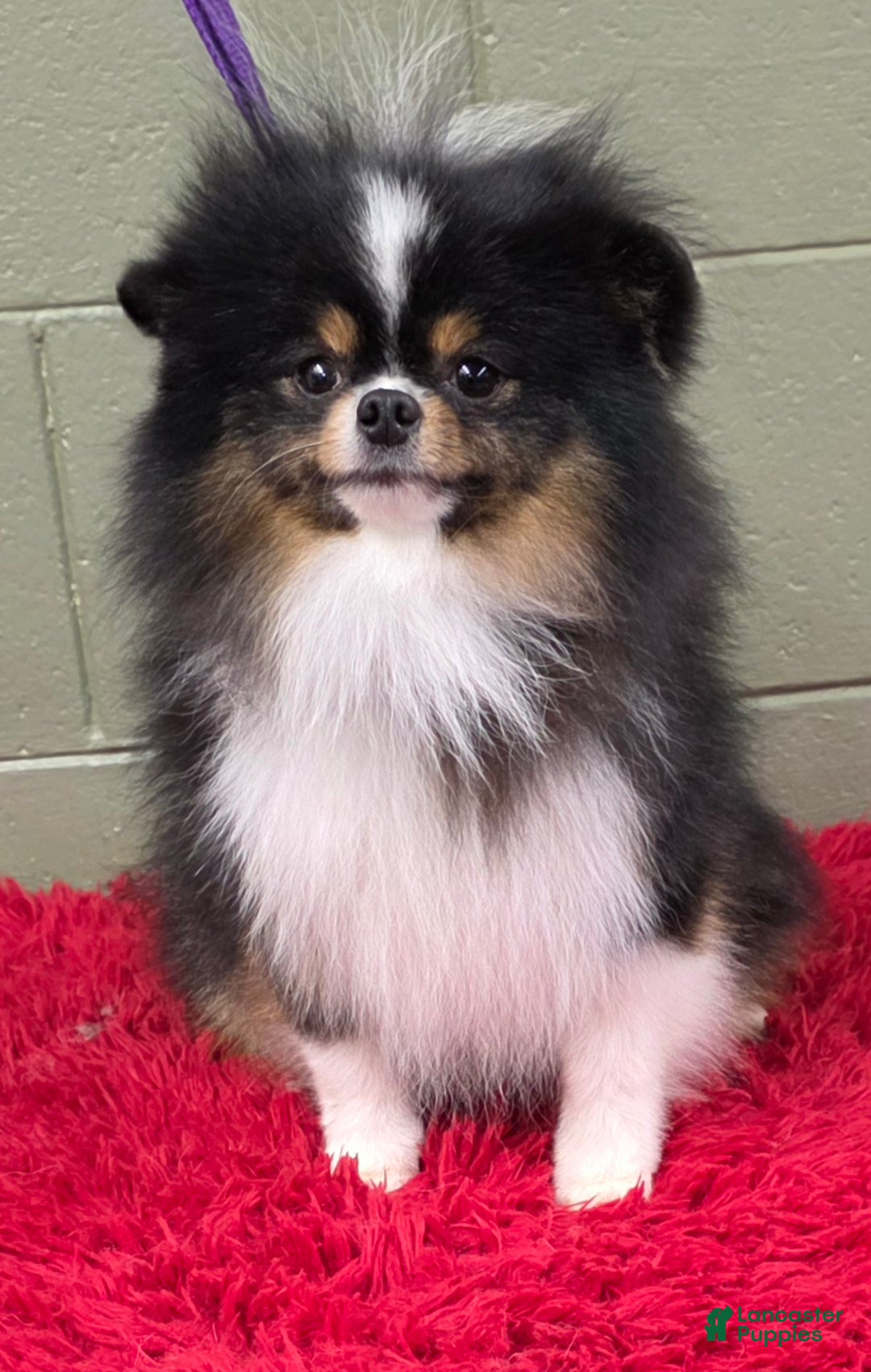 Pomeranian dogs for sale: Yvonne   - Ad 5